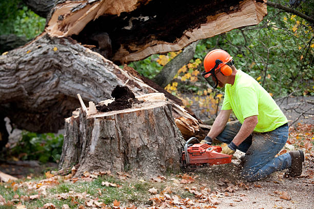 Trusted Byng, OK Tree Service Experts